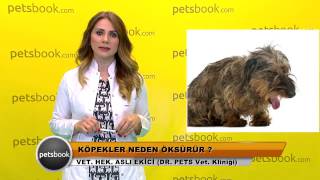 Köpekler neden öksürür [upl. by Renita662]