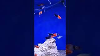 Koi snake swordtails now available 141224 [upl. by Naehs]