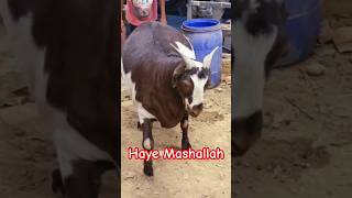 Wazan kese badaye goat weightgainfood trending [upl. by Betta]