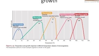 Effect of temperature on bacterial growth [upl. by Prentice]