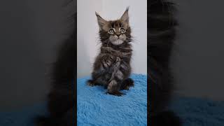 Cute Maine Coon Polydactyl Cat Sebastian [upl. by Nylirehs]