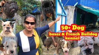 boxer puppy french bulldog amp American bully☺️ Dog kennel☺️kolkata dog kennel [upl. by Tezzil]