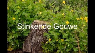 STINKENDE GOUWE  Kruidengeheimen [upl. by Etyam]