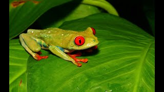 Costa Rica  24 Stunden im Regenwald  Mini Doku 4K [upl. by Nylrehc974]