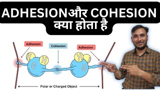 Adhesion aur cohesion kya hota hai  Adhesion cohesion  gear institute [upl. by Brenda]