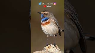 Mavigerdan Bluethroat Luscinia svecica Nikon Z9 Nikon Z 600mm f4 TC VR Nikon Z9 video test [upl. by Ylla]