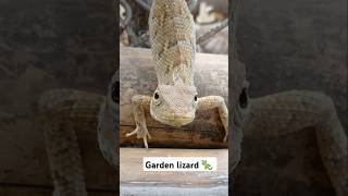 Garden lizard nature lizard reptiles [upl. by Travus253]