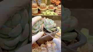 Leaf Cuttings for 3000 Succulents succulent plants garden [upl. by Aiclef803]