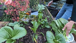 Garden updates harvesting some vegies fruits admiring the leaf colour of Amelanchier Canadensis [upl. by Hepsoj]