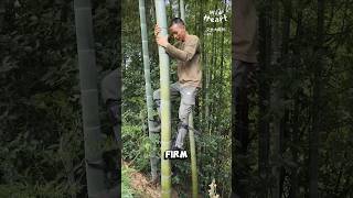 How to Master Tree Climbing [upl. by Caines]