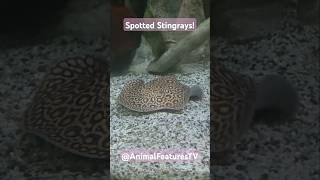 Beautiful Spotted Stingrays Swimming Around At The Belle Isle Aquarium [upl. by Auoy939]