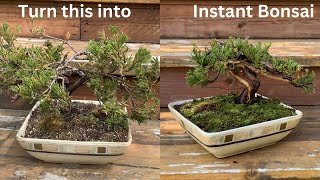 Styling a Nursery Juniper into a Bonsai  Instant Juniper Bonsai [upl. by Sup]