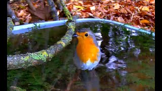 Rotkehlchen badet Perspektive 1 [upl. by Nekcarb893]