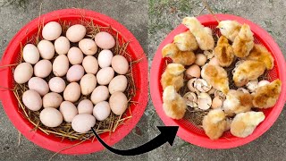 how to hatch a chicken egg at home  How to hatch chicken eggs sunlight at home [upl. by Turrell]