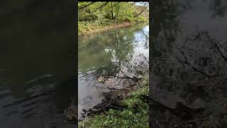 🧲🧲GRAND CANYON Magnet Fishing Pine Creek in Wellsboro Pennsylvania Big Find in the Mud 🧲🧲 [upl. by Aniretak615]