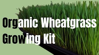 Organic Wheatgrass Growing Kit [upl. by Kcirddet]