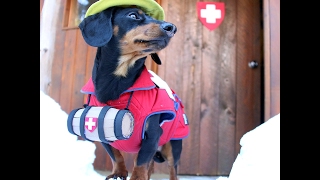 Crusoe the Avalanche Rescue Dachshund [upl. by Rothenberg]