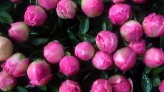 Pink Peonies Red Peonies Yellow Peonies Pastel Peonies or other Peony colors  wwwpeonyshopcom [upl. by Rockey]