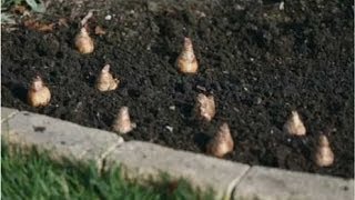 Spring Planting  How to Plant a Bulb [upl. by Rramel]