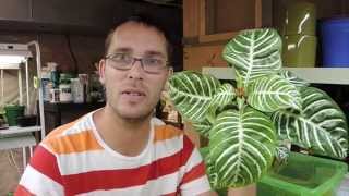 Lets grow a Zebra Plant  Aphelandra squarrosa [upl. by Lipman]