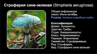 Строфария синезеленая Stropharia aeruginosa [upl. by Notsgnik]