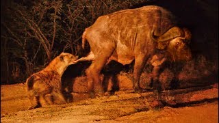 Hyena Grabs Buffalo by the Balls [upl. by Menard]