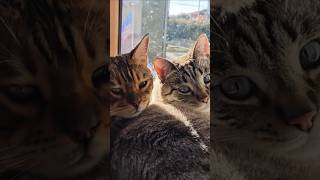 ❤️ gattoni assonnati ❤️ shortvideo viralvideo cat sleep [upl. by Waterer]