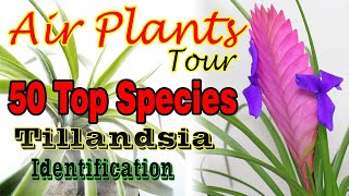 50 TOP AIR PLANTTILLANDSIA SPECIES NAME IDENTIFICATION [upl. by Annaert393]