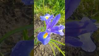 Dutch Iris  blue  Irish flower [upl. by Gobert]