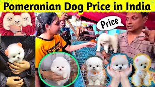 Pomeranian dog price in India 2024  Teacup dog price in India  Cute Puppies Price in Kolkata cute [upl. by Leigh191]