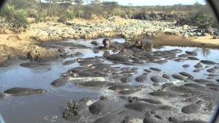 Hippos and Crocodiles Central Serengeti Tanzania  83010 [upl. by Sheena]