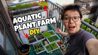 My DIY AQUATIC PLANT FARM [upl. by Heffron]