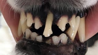 Can we regrow damaged teeth Mandela Effect [upl. by Merrell732]