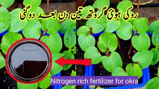 Best homemade organic natural fertilizer for okra ll powerful fertilizer for bhindi plant [upl. by Rebna]