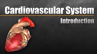 Cardiovascular System In Under 10 Minutes [upl. by Malilliw719]