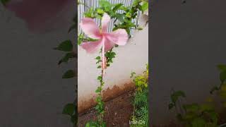 Hibiscus Flower Plant Replanting pot to ground floweringplant garden [upl. by Liv]