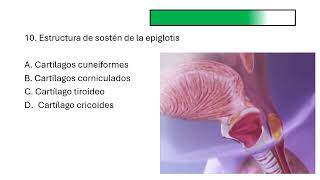 Preguntas del aparato respiratorio [upl. by Loeb]