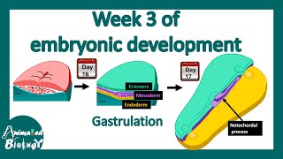 Week 3 of embryonic development  Gastrulation  Neural induction [upl. by Gnoy]