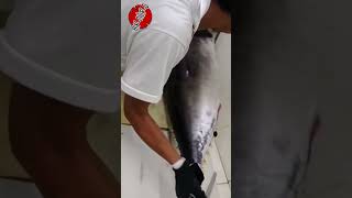 Cutting bigeye Yellowfin [upl. by Siver]