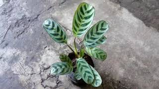 Jenis Tanaman Hias Calathea Ctenanthe Burlemarxii [upl. by Dorison]