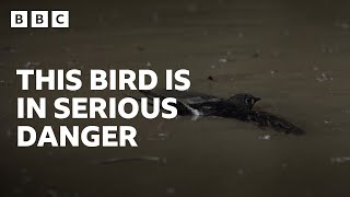 Swifts fall into dangerous cave of birdeating catfish 😮  BBC  Asia [upl. by Mik]