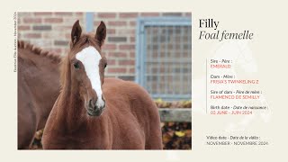 Lot 37  Filly  Emerald x Frisias Twinkeling Z by Flamenco de Semilly [upl. by Esinehc]