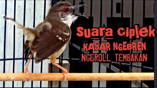 MASTERAN CIBLEK KRISTAL GACOR NGEBREN [upl. by Naras]