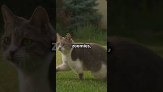 Why Do Cats Go Crazy Discover the Science Behind Cat Zoomies trending viralshort cat cutepets [upl. by Eerhs]