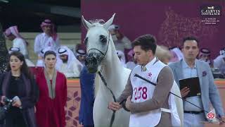 N 238 D FALA Al Shaqab International Arabian Horse Show 2024 Mares 7 10 Years Old Class 10 [upl. by Willetta]