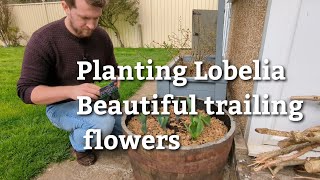 How to plant Lobelia  BEAUTIFUL trailing flowers [upl. by Mali]