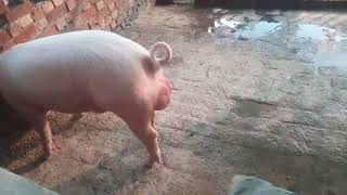 Amit pal pig farms pig ka feed [upl. by Lunn]