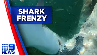 Take a look at these incredible pictures of an underwater feeding frenzy off Rottnest Island [upl. by Ahsinyt790]