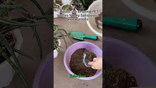 How to Propagate Sansevieria Ballyi sansevieria snakeplant plantpropagation snakeplantvarieties [upl. by Eimile277]