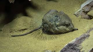 Round eared elephant shrews  Information to the little mammals [upl. by Mahmud]